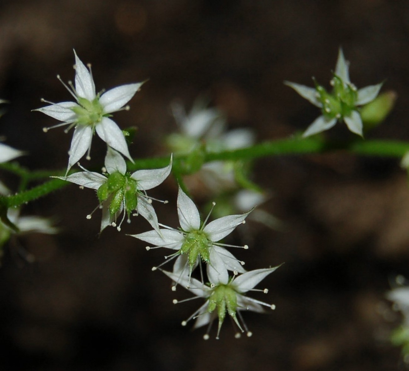 Un po'' di Sedum